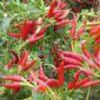 Capsaicine(Sales6 At Lgberry Dot Com Dot Cn)